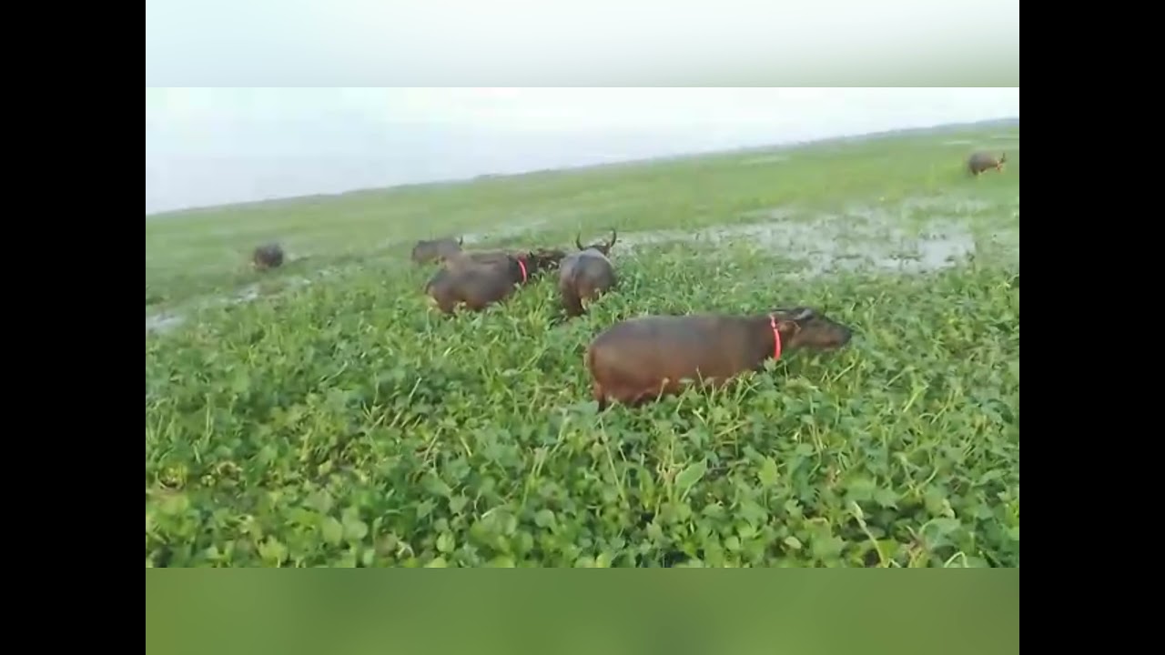 মহিষ চরানো ঘাস খাওয়া |KAMAL DESHI FARM|