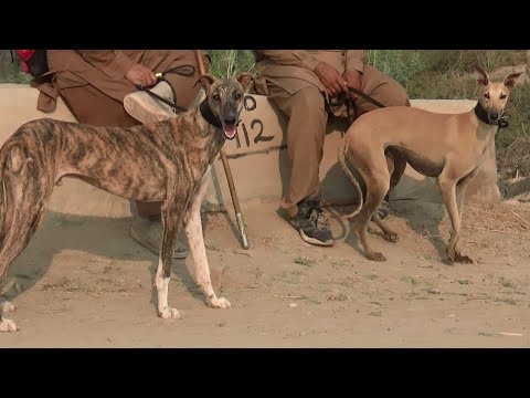 youtube coyote hunting greyhounds