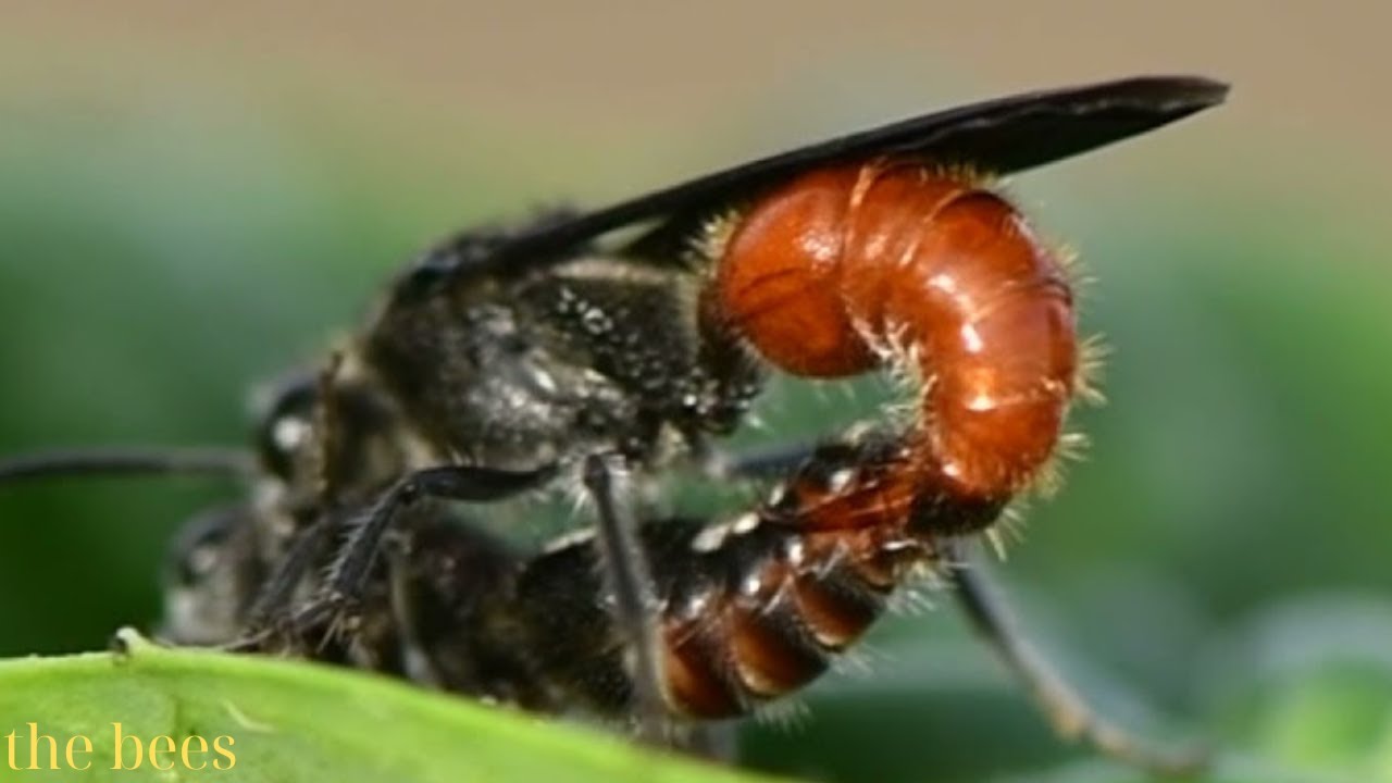 5 Shocking Insect Mating Habits CAUGHT on Camera! 🐝🐝🦟🦟 - YouTube