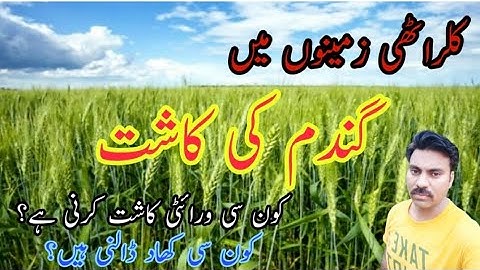 Wheat sowing in Saline Soil |How to cultivate Wheat Crop in Salts affected soils |Wheat Cultivation