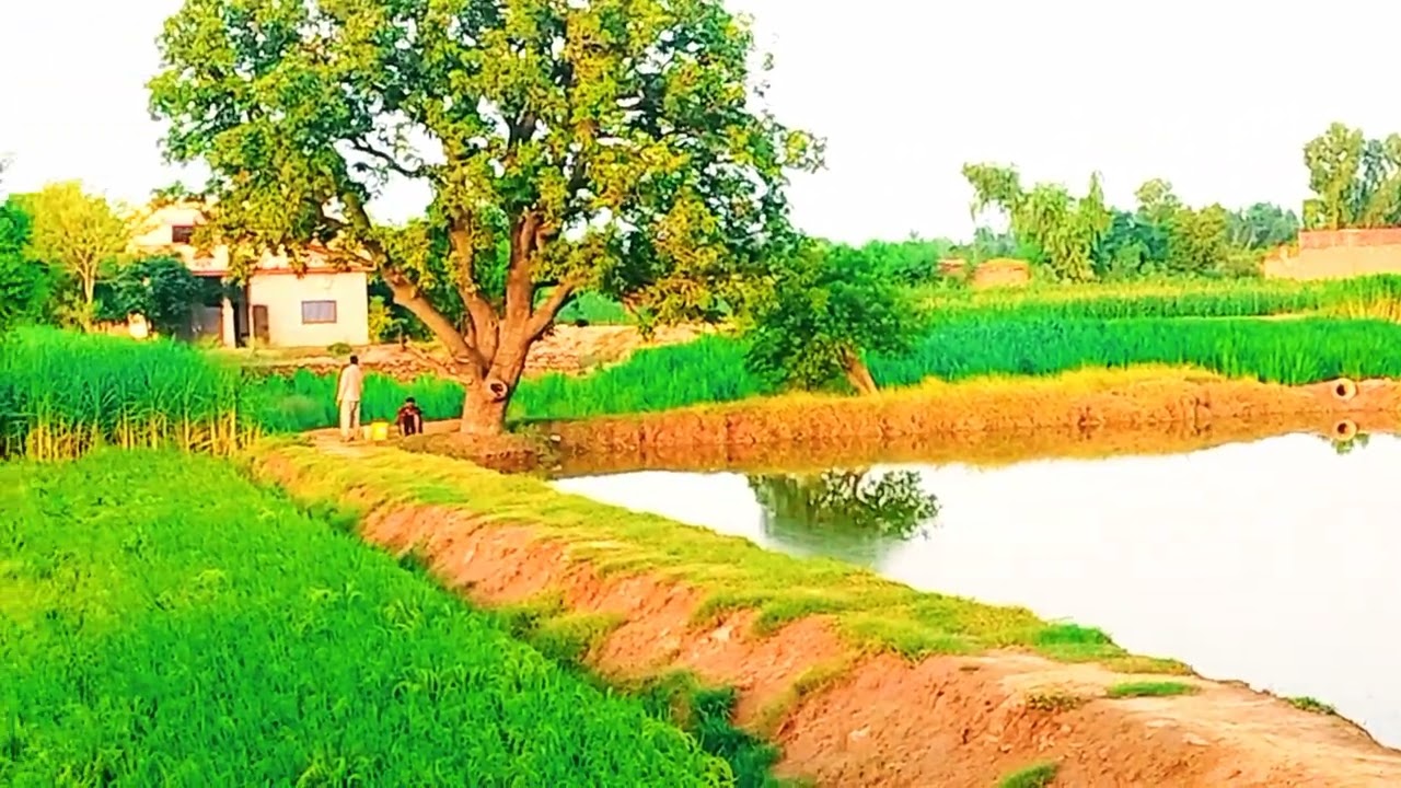 Village life Pakistan | village life in Punjab | Punjab | Agriculture | fishing | @Rmi45