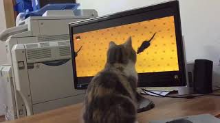 Kedi fare oyunu