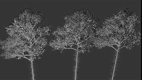 Animated Birch tree models. 3dsmax, Growfx