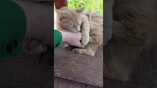 Почему то Авраамчик стал царапаться?🐱💞🐾🌲🌳🏡