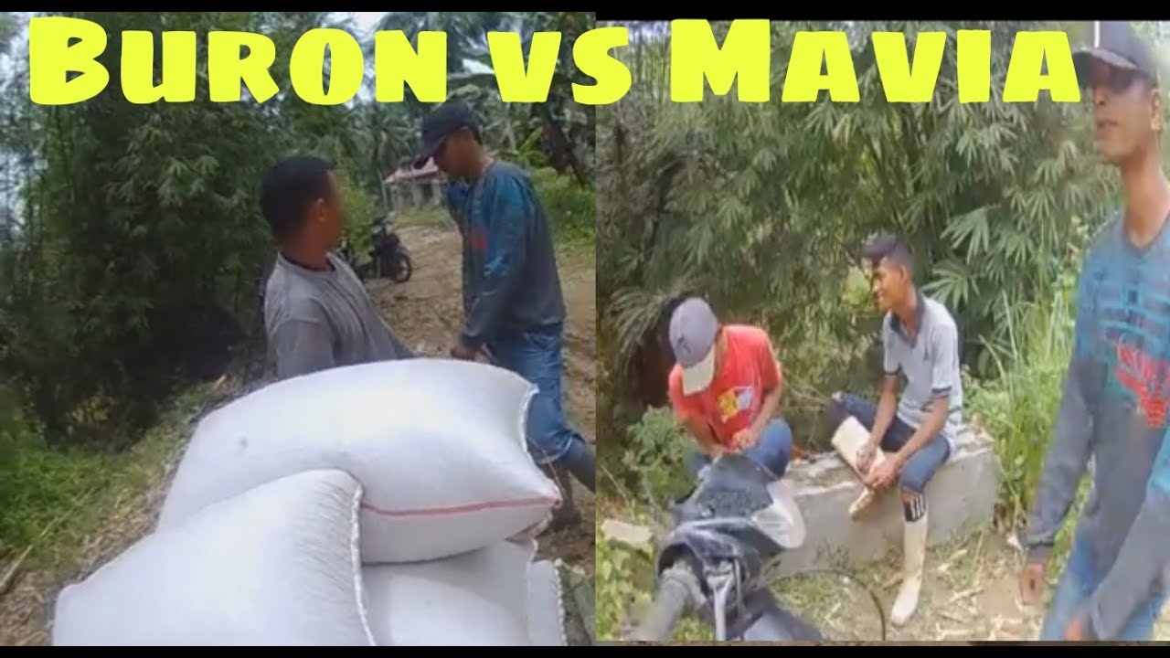 Buronan VS Mavia Ojek Jagung #ojekjagung #gorontalo #indonesia - YouTube