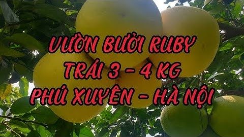Thăm Vườn Bưởi RUBY | Phú Xuyên - Hà Nội | Kết Nối Nhà Nông