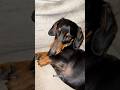 Caught red handed.. but look at that face🥺🫣 #dachshund #naughtydog #puppy #sausagedog #cute #love