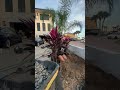 Transforming Our City with Nature One Plant at a Time 🌿 #UrbanGardening #Sustainability