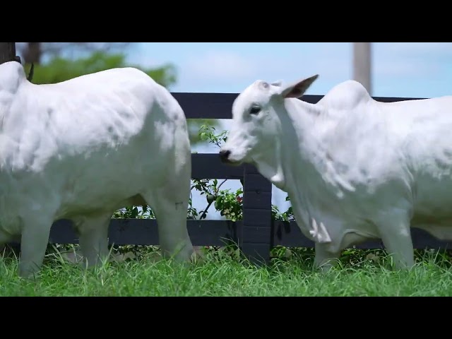 Lote FN   Leilão Virtual Genética Nacional   Fazenda Nova