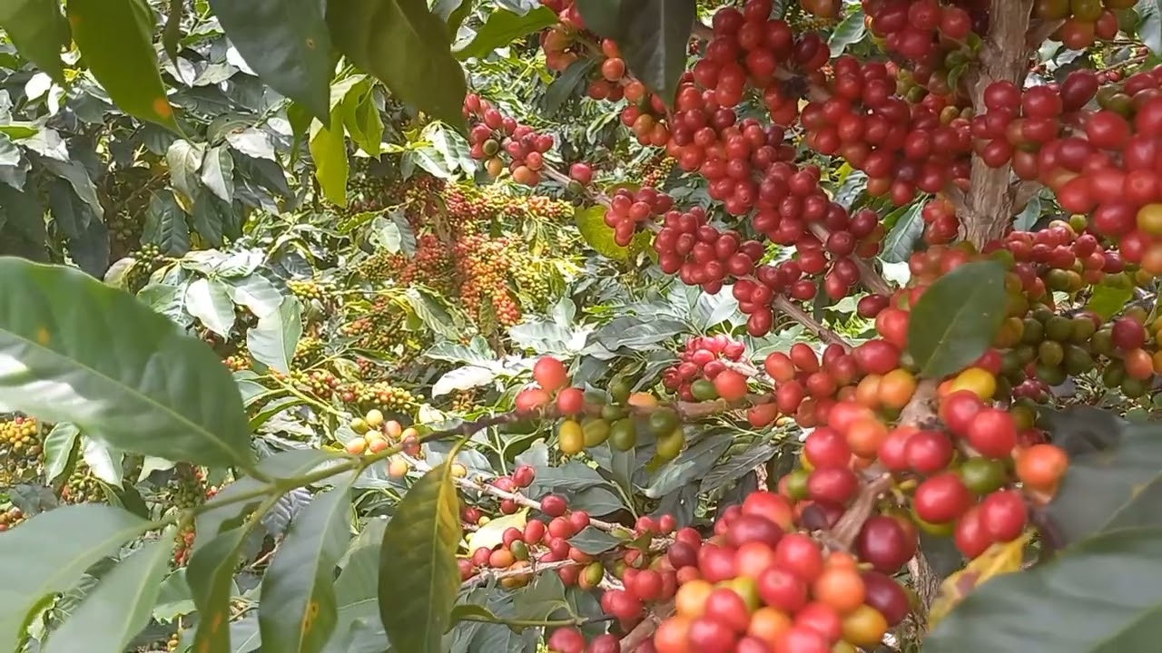 impresionante cosecha de café en un lote de catuaí.