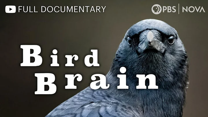 Bird Brain | Full Documentary | NOVA | PBS