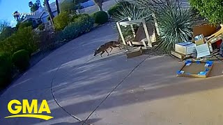 Coyote's attack on toddler caught on camera | GMA