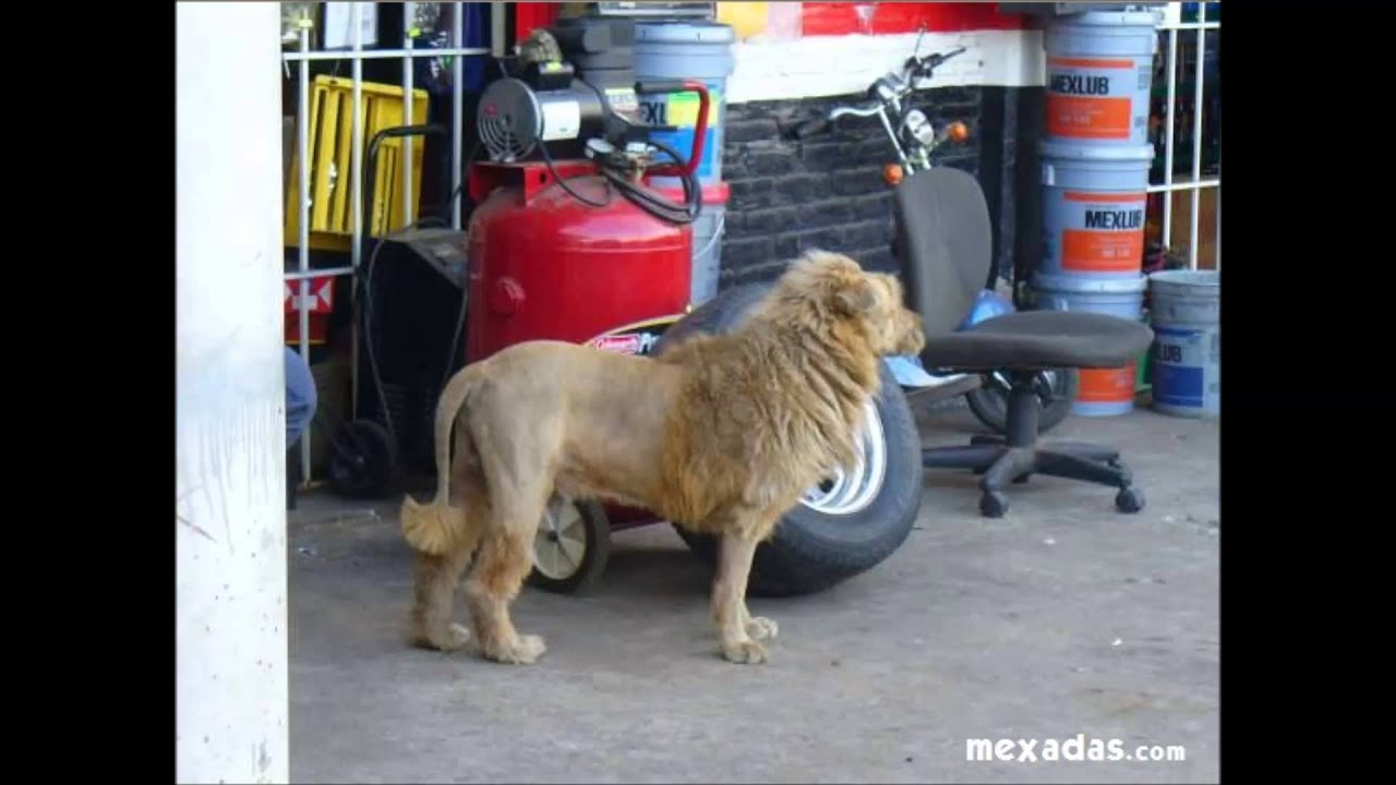 INGENIO MEXICANO - YouTube