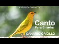 Canto de CANARIO CRIOLLO Para Enseñar