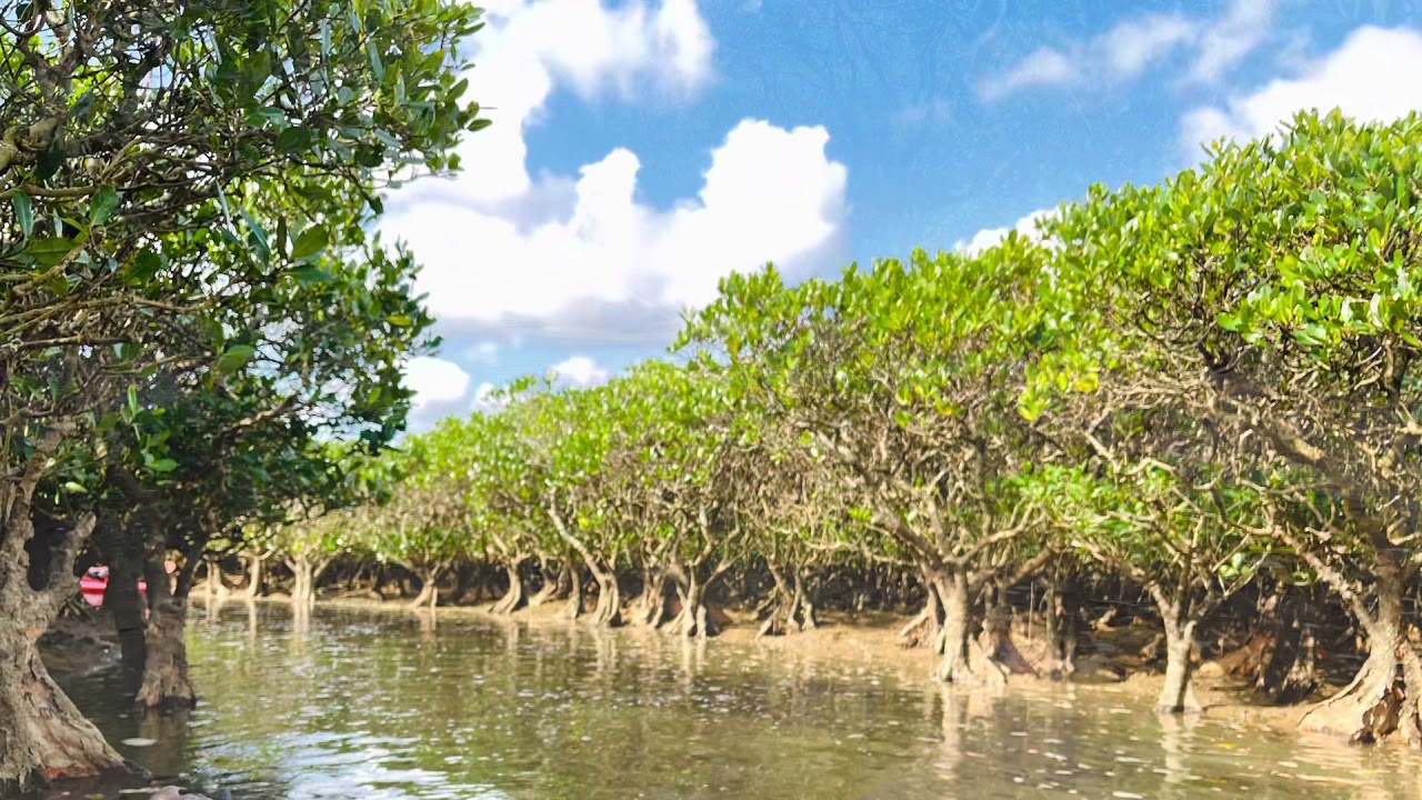 鹿児島 マングローブ原生林を一人乗りカヌーで走る 2泊3日奄美大島の旅 鹿児島 マングローブ原生林を一人乗りカヌーで走る 2泊3日奄美大島の旅
