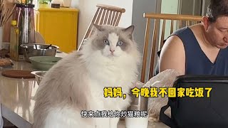 It is said that cats don't like eating  so they can fry cat food and love it. Is this true? by 猪娣儿是一只猫 650 views 1 month ago 6 minutes, 46 seconds