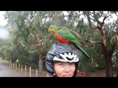 Friendliest Australian Wild Parrot Sitting On My Head 😍