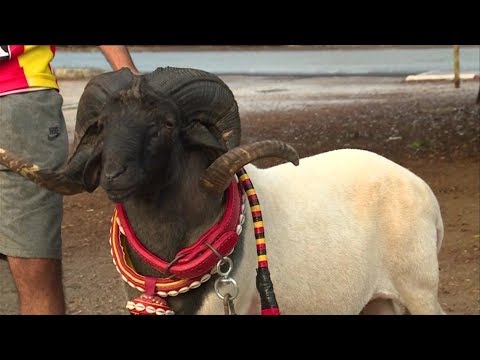 بالفيديو مصارعة الكباش في تونس