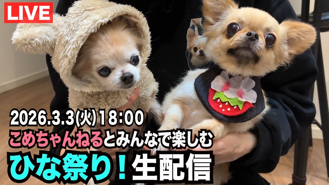 【こめちゃんねるのみんなと過ごすひな祭】ライブ配信