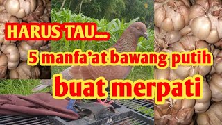 5 manfa'at bawang putih untuk merpati balap#merpati