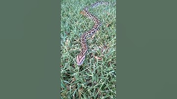 Burmese python handling tips and tricks.💯 #healthy #burmesepythons #pythons #animal #reptile #snake