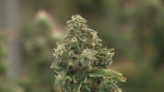 New Ohio bill looks to increase sales tax on recreational marijuana