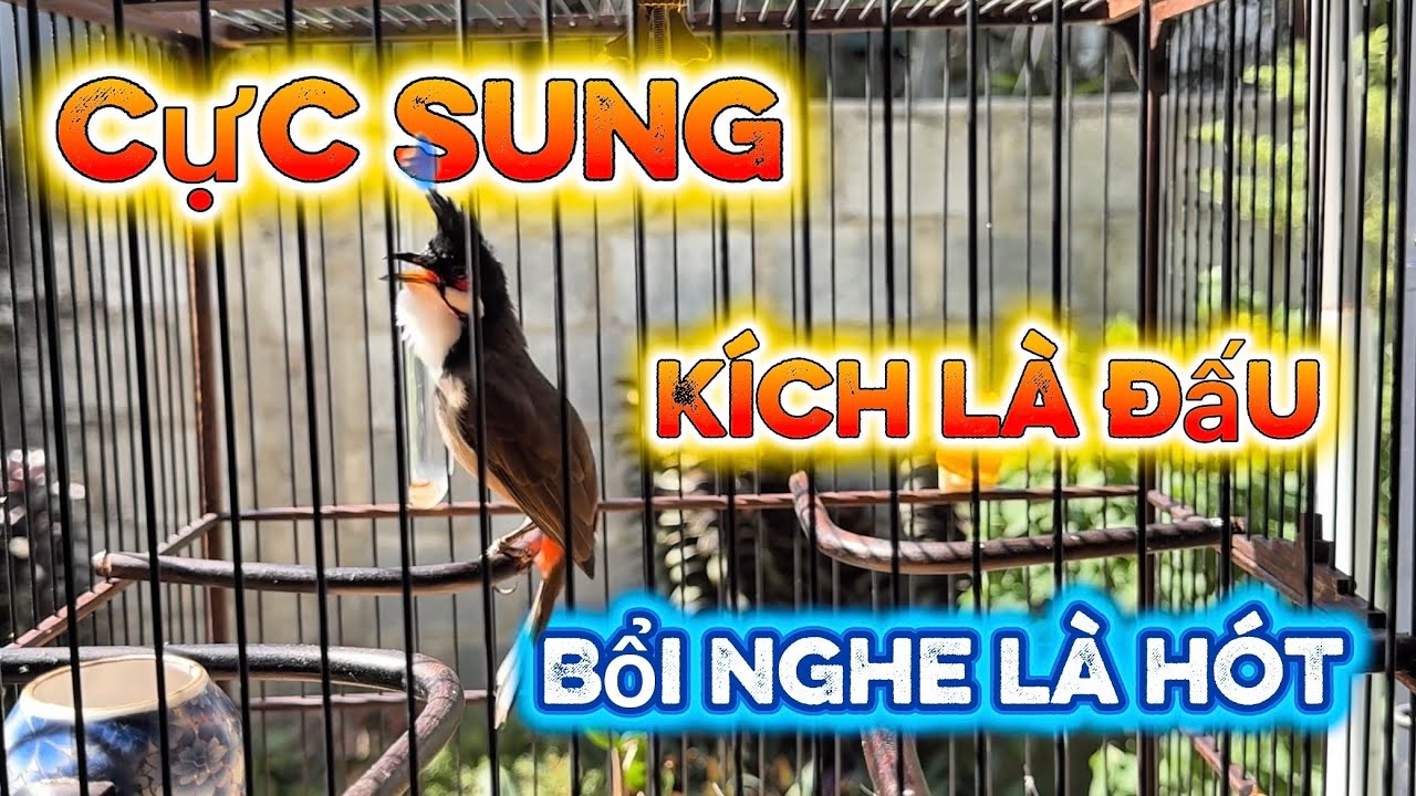 Vlog 43 : Chào mào kích bổi hót , Luyện giọng chào mào hót đấu , Kích chào mào căng lửa 