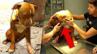 Patitas al Rescate Ep. 10 | Me robé a un perro de peleas