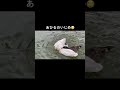 アフラックに入らないとこーなります