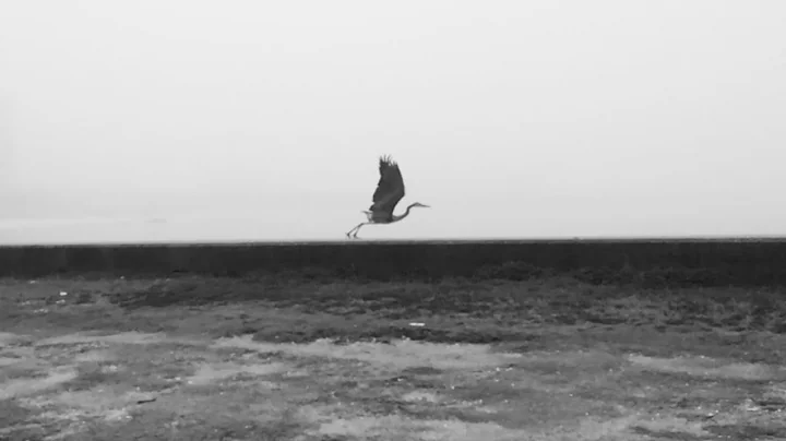 Quiet and Cold- Tim Bruns & Brother Bird
