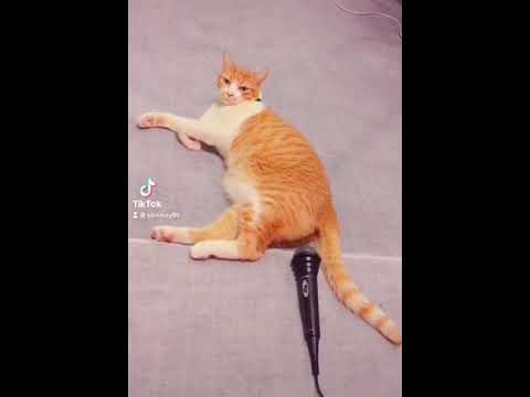 mega cat farting sound scare