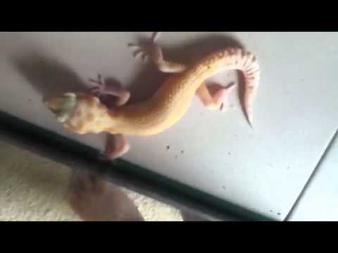 geckos for sale Leopard Gecko Update :)