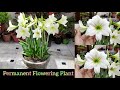 ढेरों फूलों एक साथ पाने के लिए अभी लगा डालो / Permanent Flowering Plant / Amaryllis lily Care