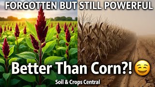 The Forgotten Supercrop That Outsmarted Corn — And Could Save Our Future!