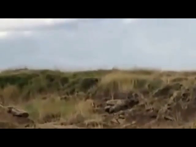 انظر الى اللبوات كيف نصبت كمين محكم للحمار الوحشي  ..مدهش