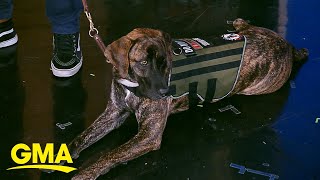 K9s for Warriors charity helping out veterans | GMA
