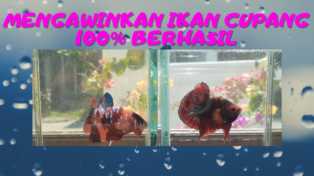 CARA MUDAH BETERNAK IKAN CUPANG 