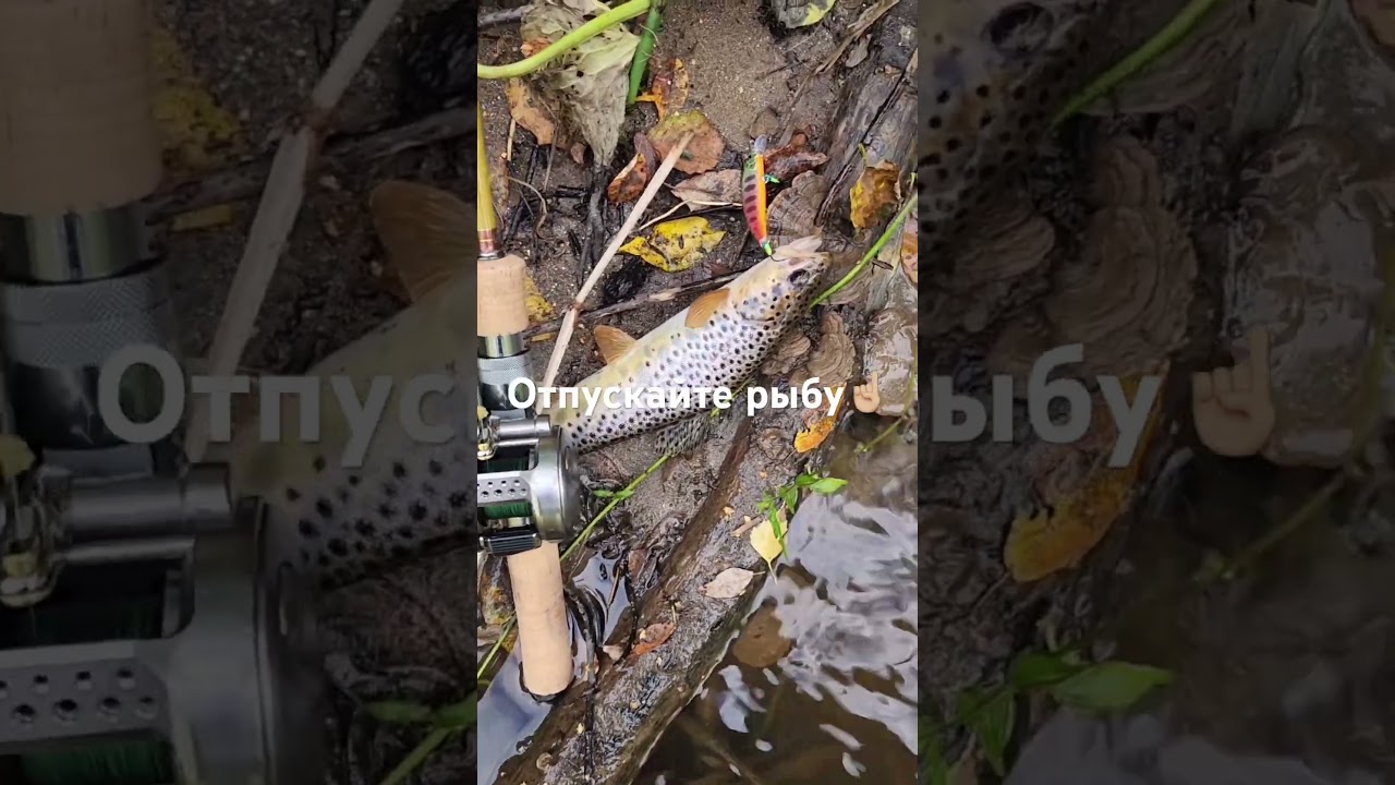 Отпускайте рыбу с кайфом👋🏻 