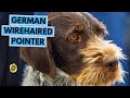 German Wirehaired Pointer - TOP 10 Interesting Facts の動画、YouTube動画。