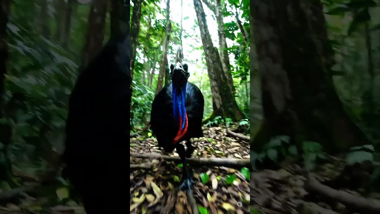 Real Life Dinosaur CHASE! 😱 Cassowary Attack Caught on Camera!