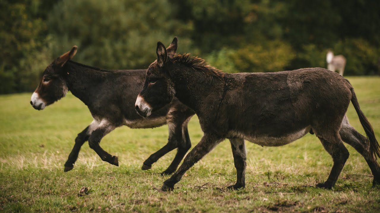 Their emissions were like donkeys Their emissions were like donkeys
