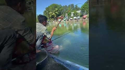 Vlogs 287 Báo cá - Hồ Đại Hoàng Gia; Đường Bạch Đằng, VSIP 2A, Vĩnh Tân, Tân Uyên, Bình Dương