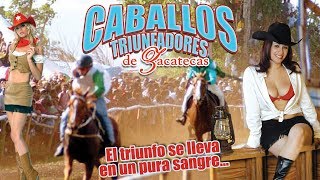Caballos Triunfadores de Zacatecas | MooviMex El Caballo Bailador