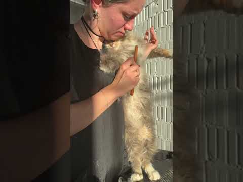 Вот что в голове у грумера. Инфа 100 🤣 #viral #pet #dog #animal #doglover #cat #happy #собака