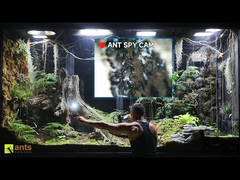 I Used an Endoscopic Camera to Peek Into an Ant Nest in My Giant Ecosystem Vivarium