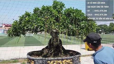 Cây Lộc Vừng Hợp Mệnh Gì?, Tuổi Nào? Nên Trồng Cây Trước Nhà Hay Không