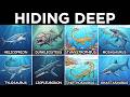 The Deadliest Sea Creatures Youve Never Heard Of