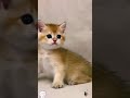 #CuteCats#FunnyCats#CatVideos#CatsOfYoutube#AdorableCats#CatLovers#Meow#CatLife#KittenVideos