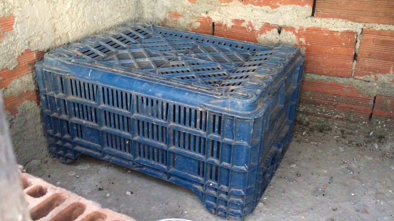 Güvercin eşe nasıl atılır BİLGİLENDİRME