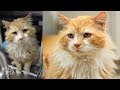 【感動実話】元の家族が忘れられなくて、20kmもの道のりを歩いた猫。保護施設で優しい里親さんに迎えられ、新しい人生を歩み始める